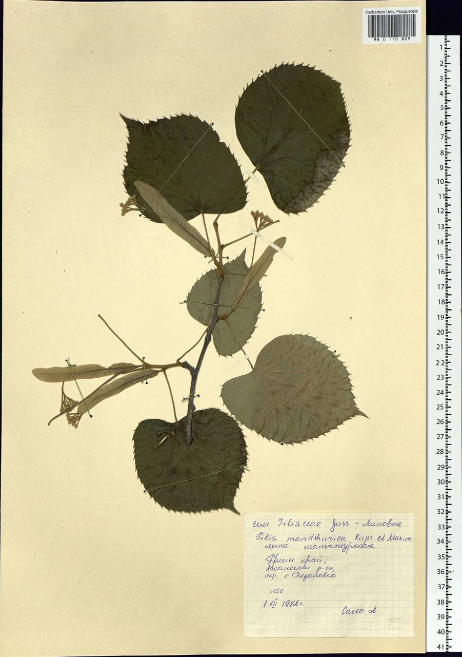 Tilia mandshurica Rupr. & Maxim., Siberia, Russian Far East (S6) (Russia)