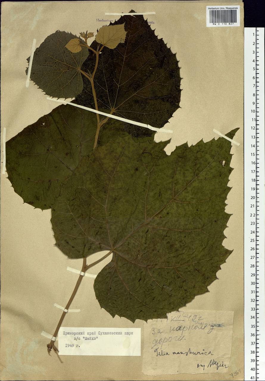 Tilia mandshurica Rupr. & Maxim., Siberia, Russian Far East (S6) (Russia)