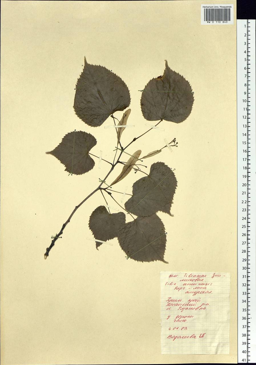 Tilia amurensis Rupr., Siberia, Russian Far East (S6) (Russia)