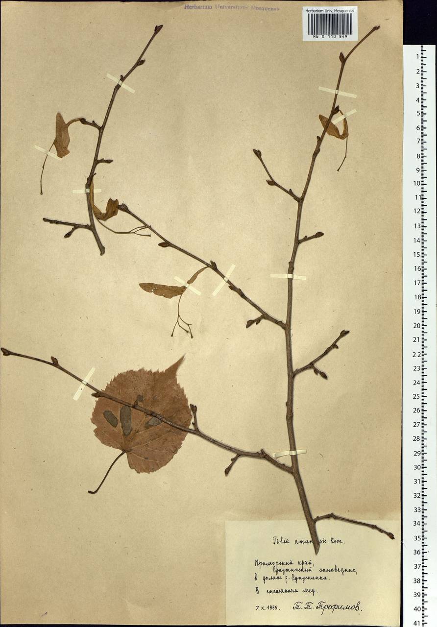 Tilia amurensis Rupr., Siberia, Russian Far East (S6) (Russia)