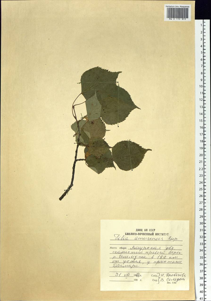 Tilia amurensis Rupr., Siberia, Russian Far East (S6) (Russia)