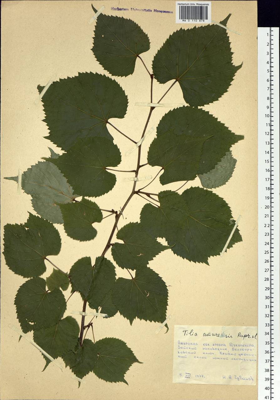 Tilia amurensis Rupr., Siberia, Russian Far East (S6) (Russia)