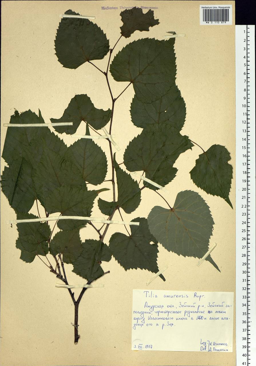 Tilia amurensis Rupr., Siberia, Russian Far East (S6) (Russia)