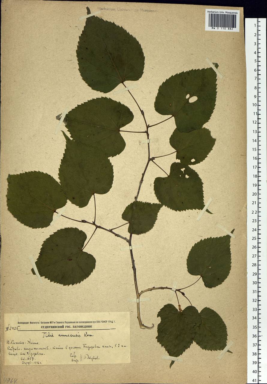 Tilia amurensis Rupr., Siberia, Russian Far East (S6) (Russia)