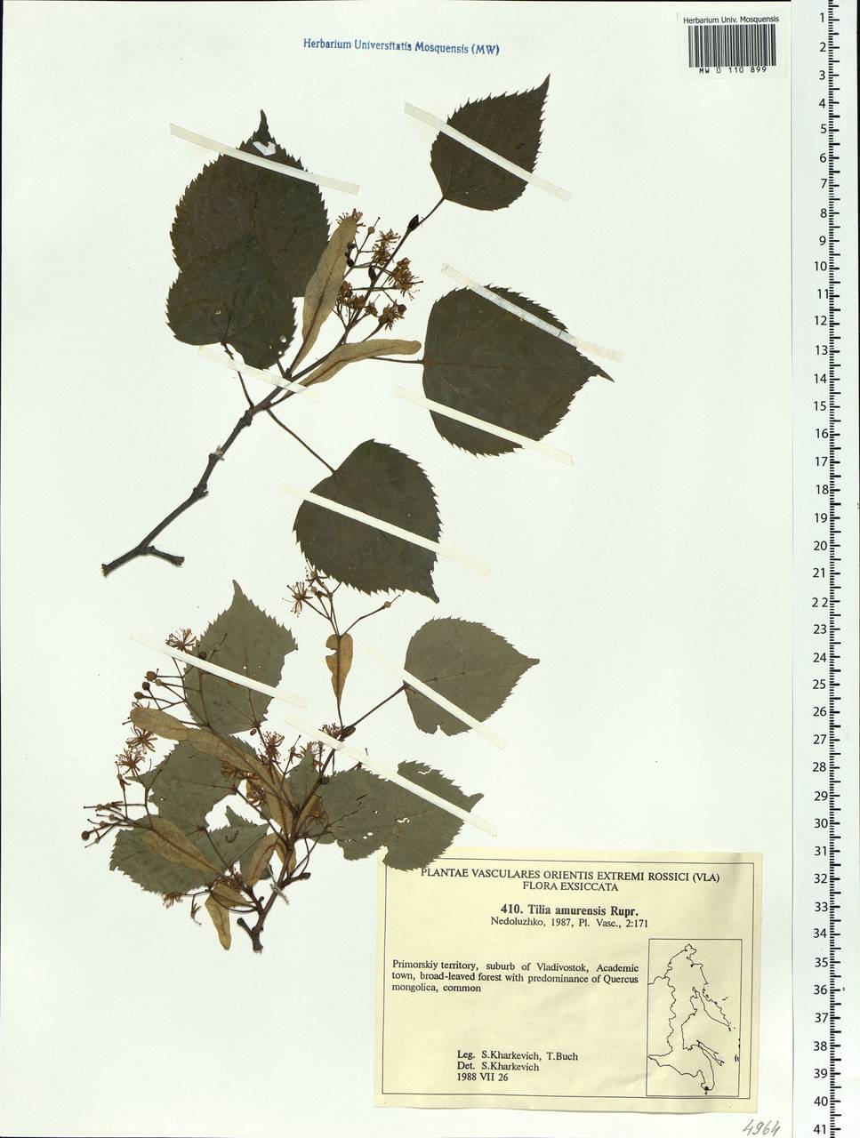 Tilia amurensis Rupr., Siberia, Russian Far East (S6) (Russia)