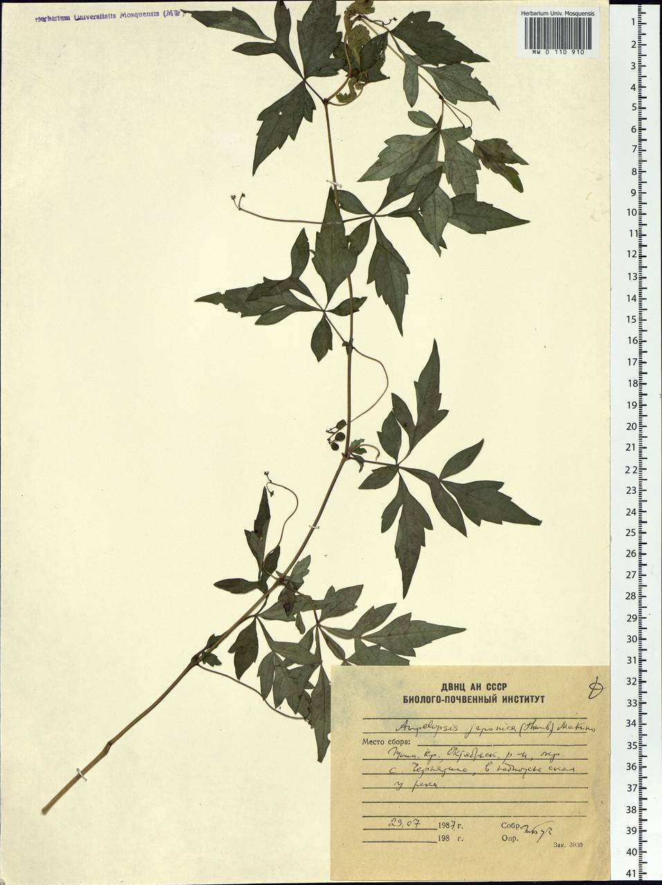 Ampelopsis japonica (Thunb.) Makino, Siberia, Russian Far East (S6) (Russia)