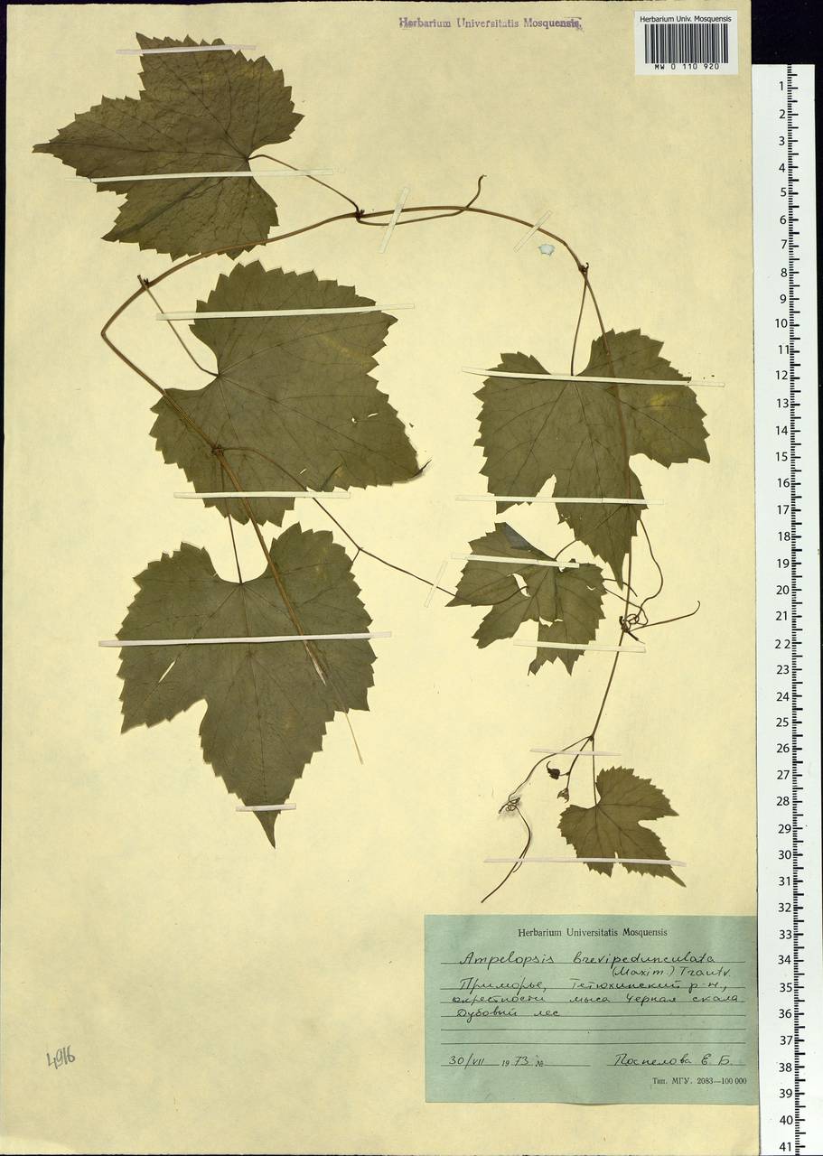 Ampelopsis glandulosa var. brevipedunculata (Maxim.) Momiy., Siberia, Russian Far East (S6) (Russia)