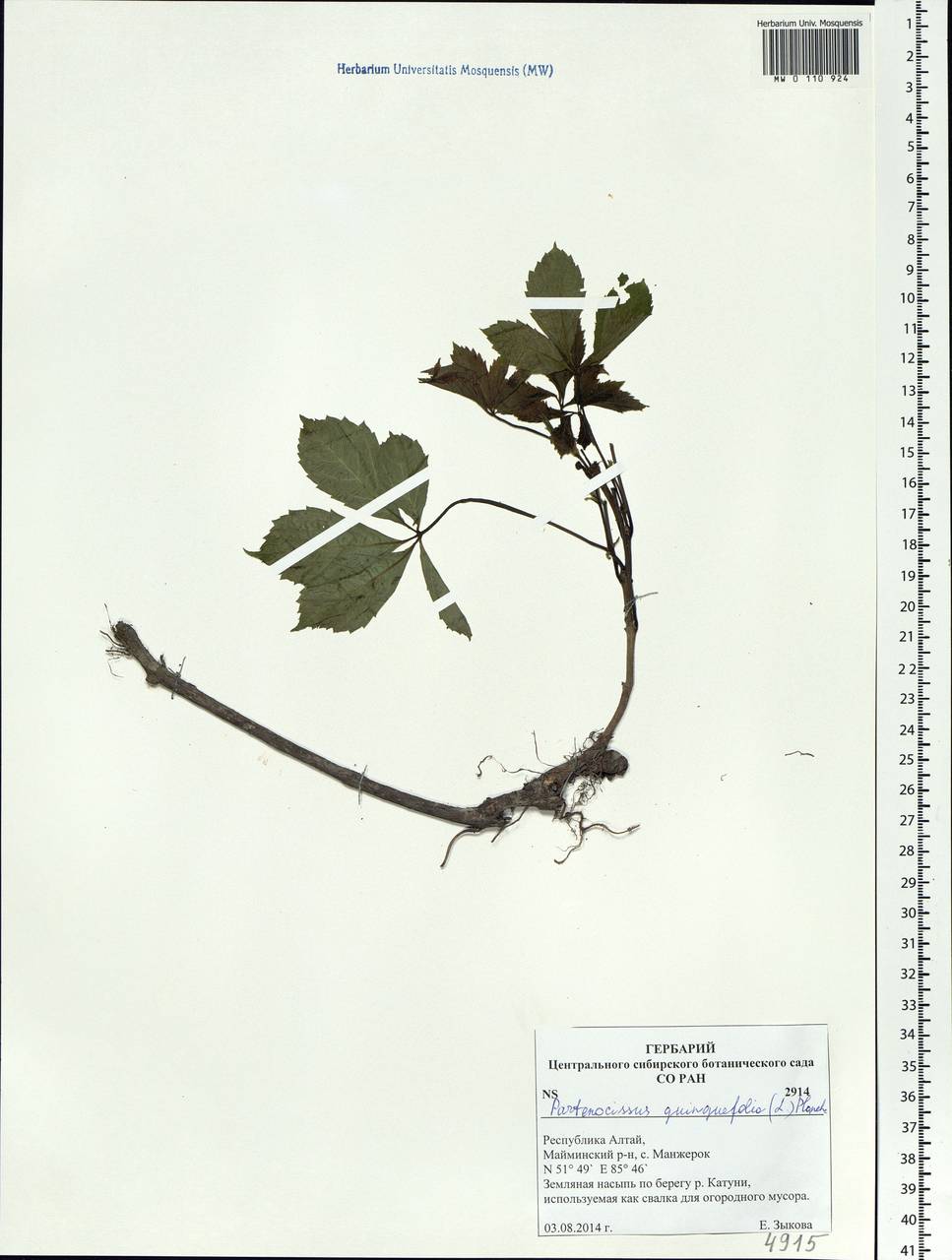 Parthenocissus inserta (A. Kern.) Fritsch, Siberia, Altai & Sayany Mountains (S2) (Russia)
