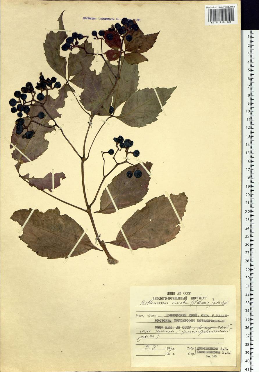 Parthenocissus inserta (A. Kern.) Fritsch, Siberia, Russian Far East (S6) (Russia)