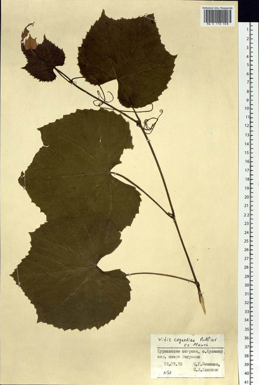 Vitis coignetiae Pulliat ex Planch., Siberia, Russian Far East (S6) (Russia)