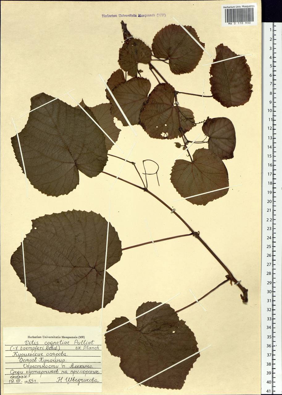 Vitis coignetiae Pulliat ex Planch., Siberia, Russian Far East (S6) (Russia)