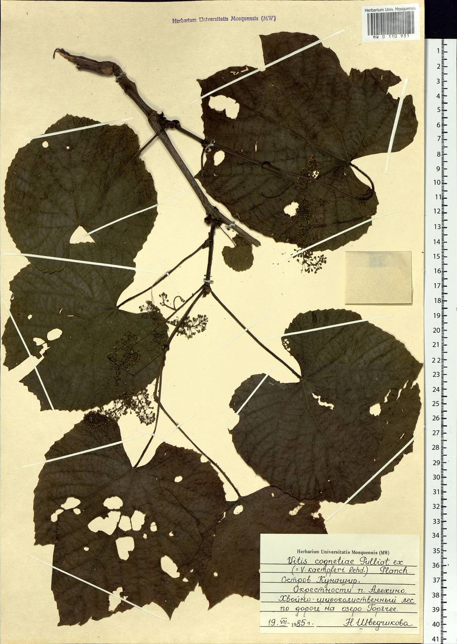Vitis coignetiae Pulliat ex Planch., Siberia, Russian Far East (S6) (Russia)