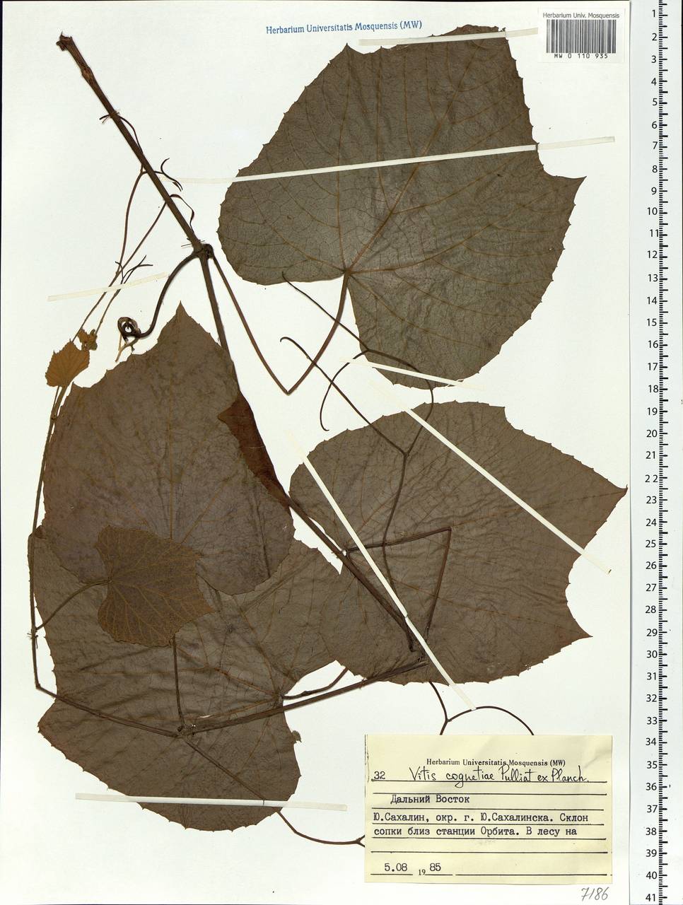 Vitis coignetiae Pulliat ex Planch., Siberia, Russian Far East (S6) (Russia)