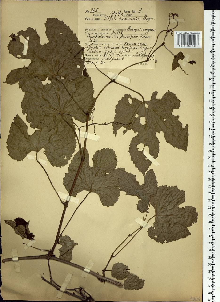 Vitis amurensis Rupr., Siberia, Russian Far East (S6) (Russia)