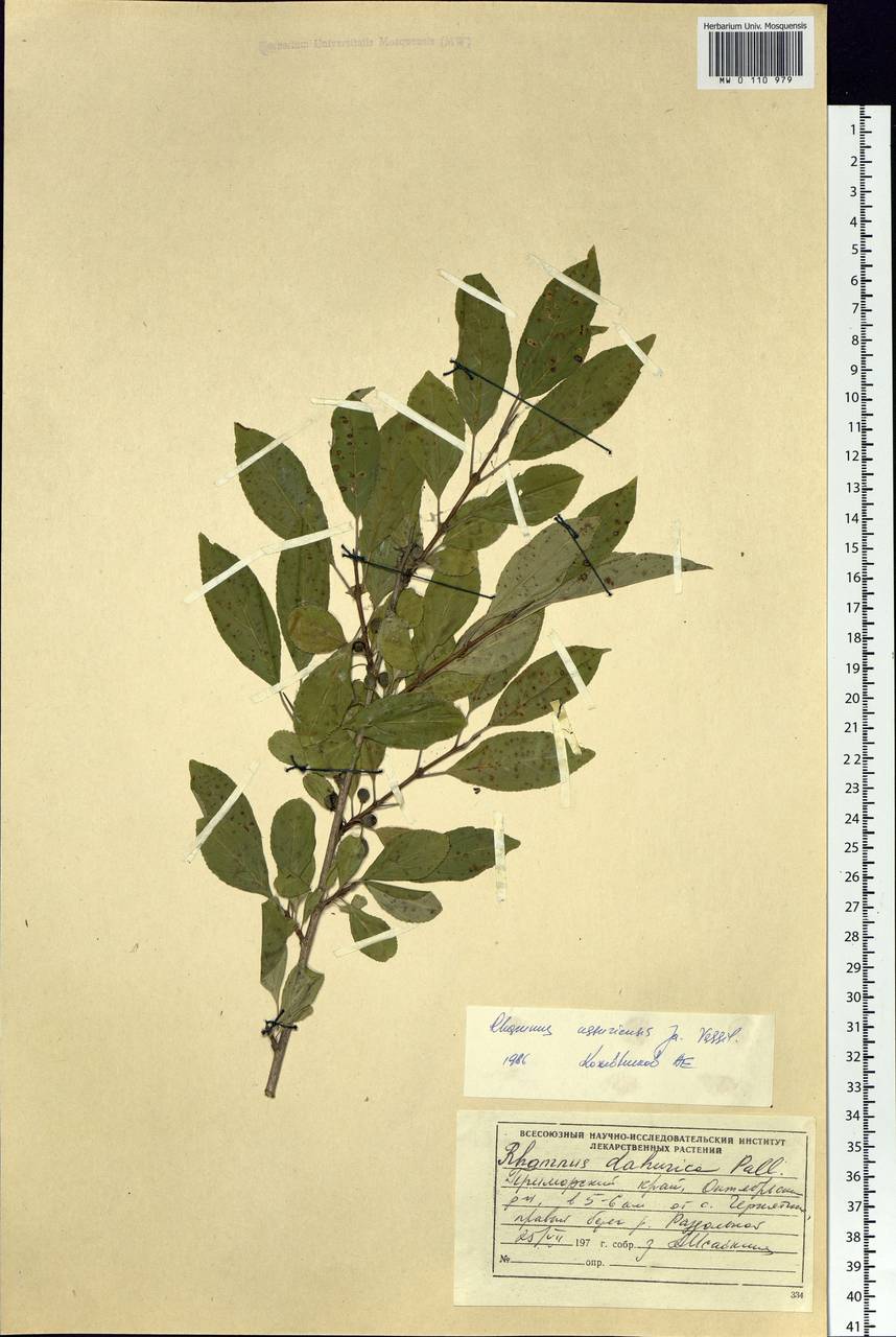 Rhamnus ussuriensis J.J.Vassil., Siberia, Russian Far East (S6) (Russia)