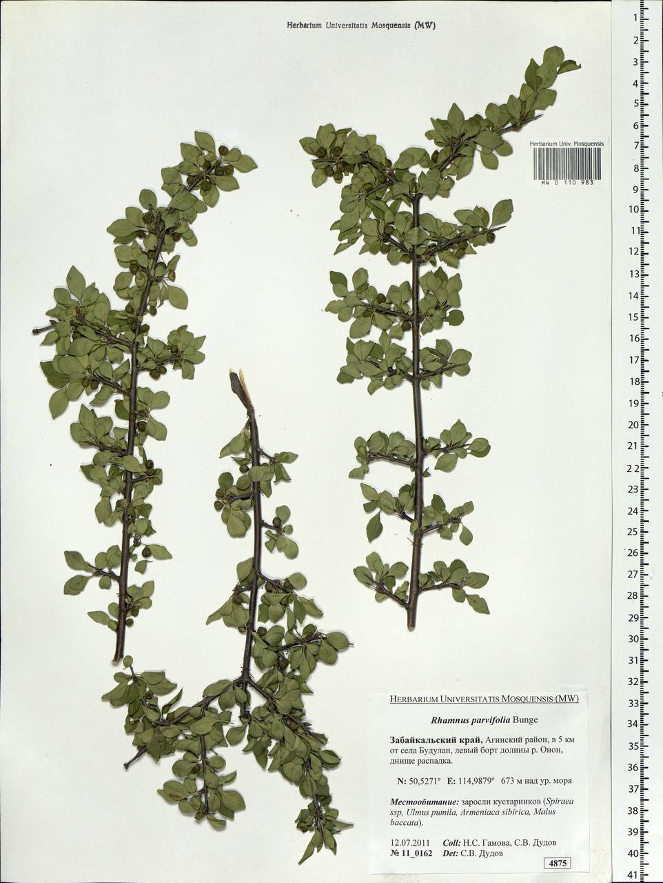 Rhamnus parvifolia Bunge, Siberia, Baikal & Transbaikal region (S4) (Russia)