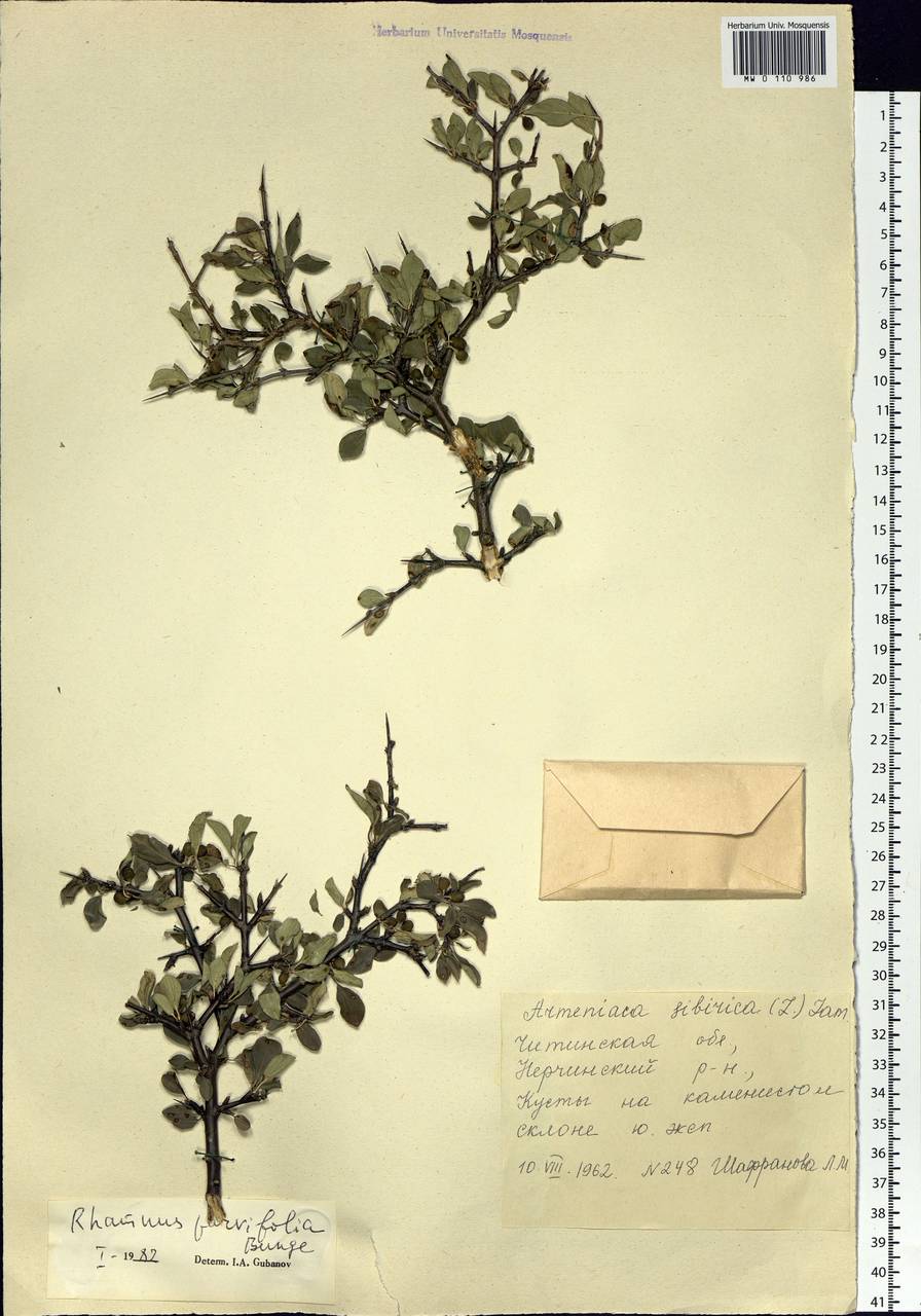 Rhamnus parvifolia Bunge, Siberia, Baikal & Transbaikal region (S4) (Russia)
