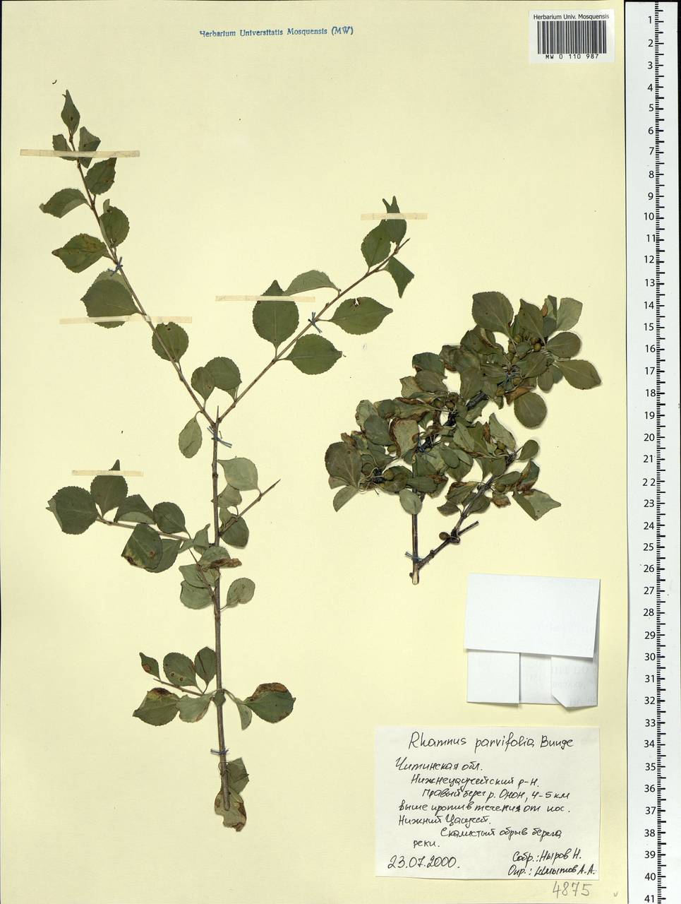 Rhamnus parvifolia Bunge, Siberia, Baikal & Transbaikal region (S4) (Russia)