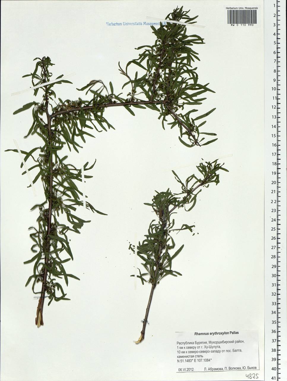Rhamnus erythroxyloides subsp. erythroxyloides, Siberia, Baikal & Transbaikal region (S4) (Russia)