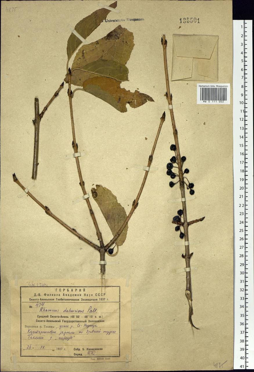 Rhamnus dahuricus (Makino) Kartesz & Gandhi, Siberia, Russian Far East (S6) (Russia)