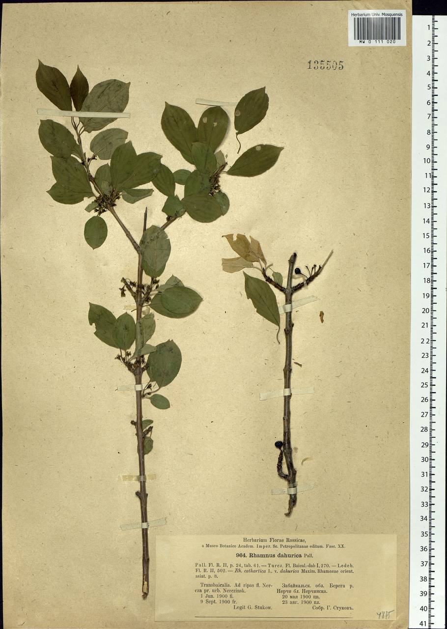 Rhamnus dahuricus (Makino) Kartesz & Gandhi, Siberia, Baikal & Transbaikal region (S4) (Russia)