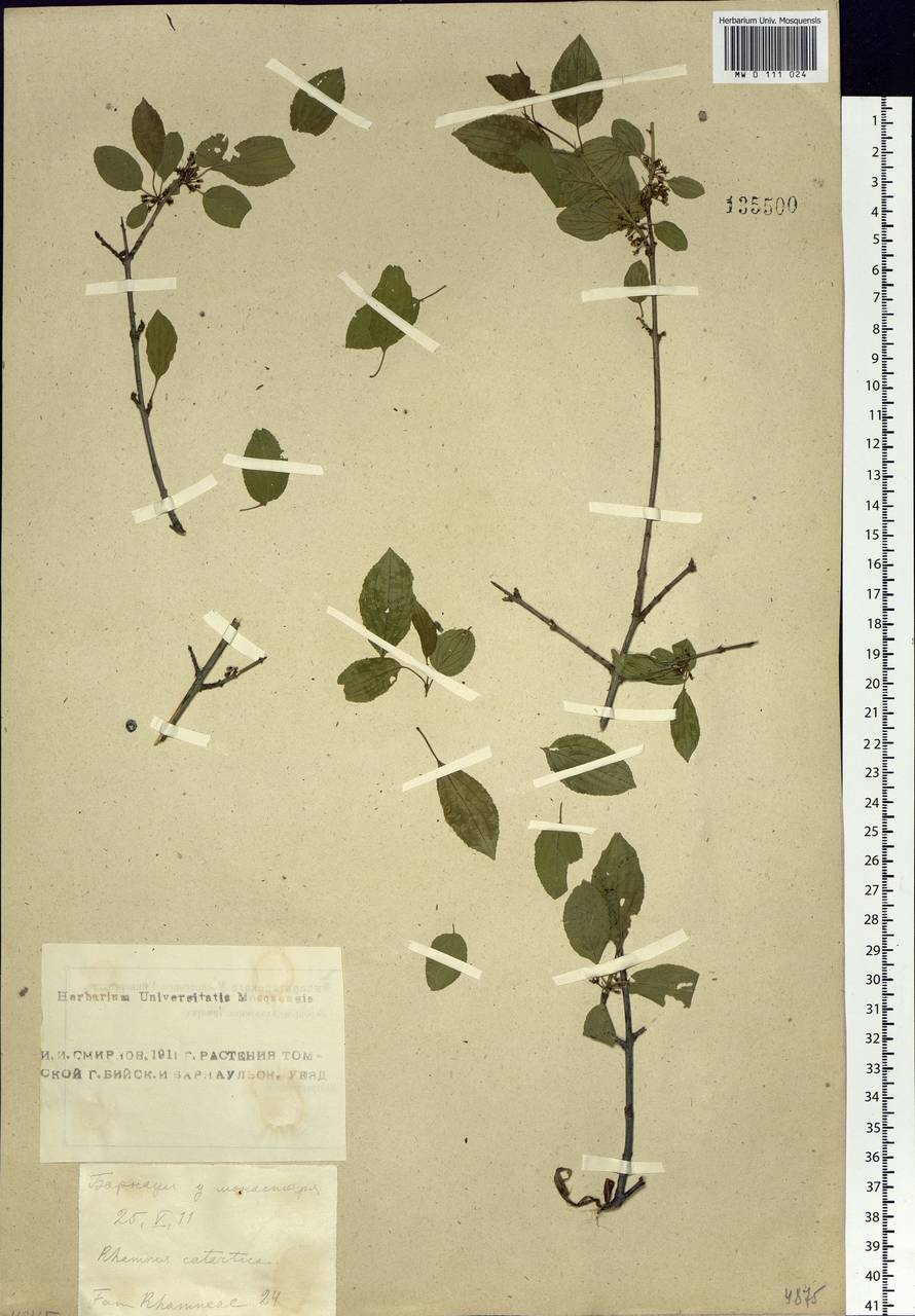 Rhamnus cathartica L., Siberia, Altai & Sayany Mountains (S2) (Russia)