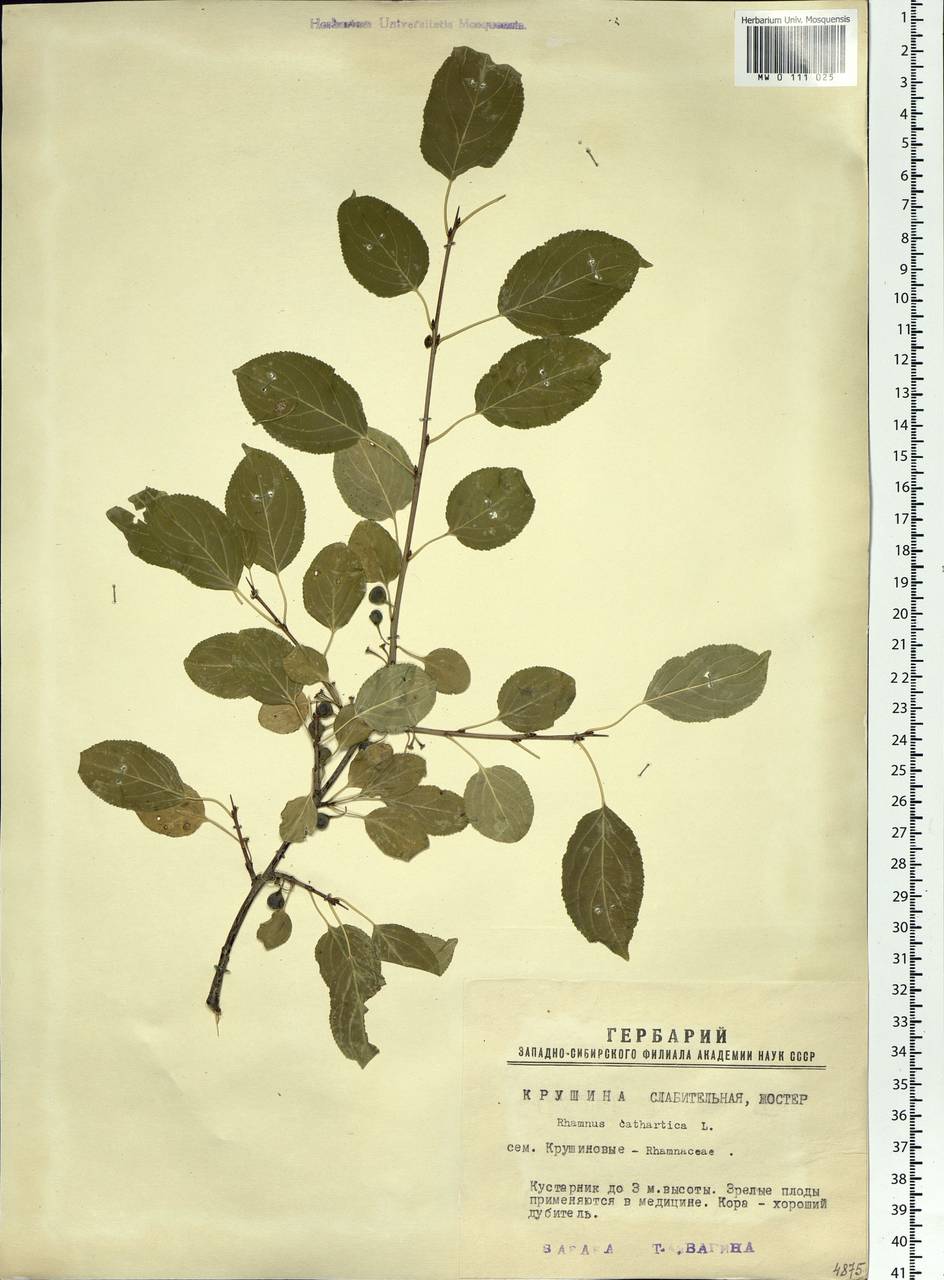 Rhamnus cathartica L., Siberia, Western Siberia (S1) (Russia)