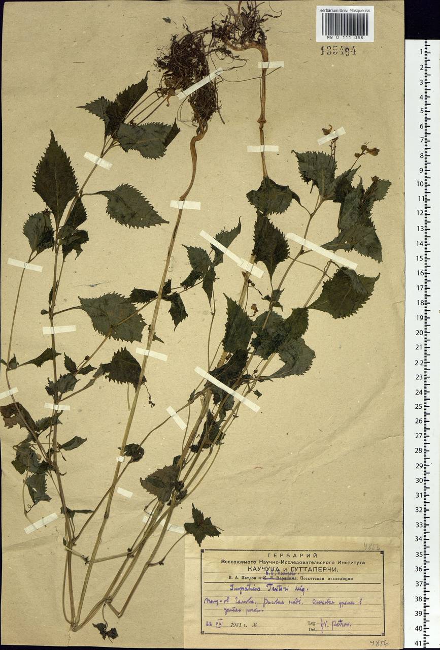 Impatiens textorii Miq., Siberia, Russian Far East (S6) (Russia)