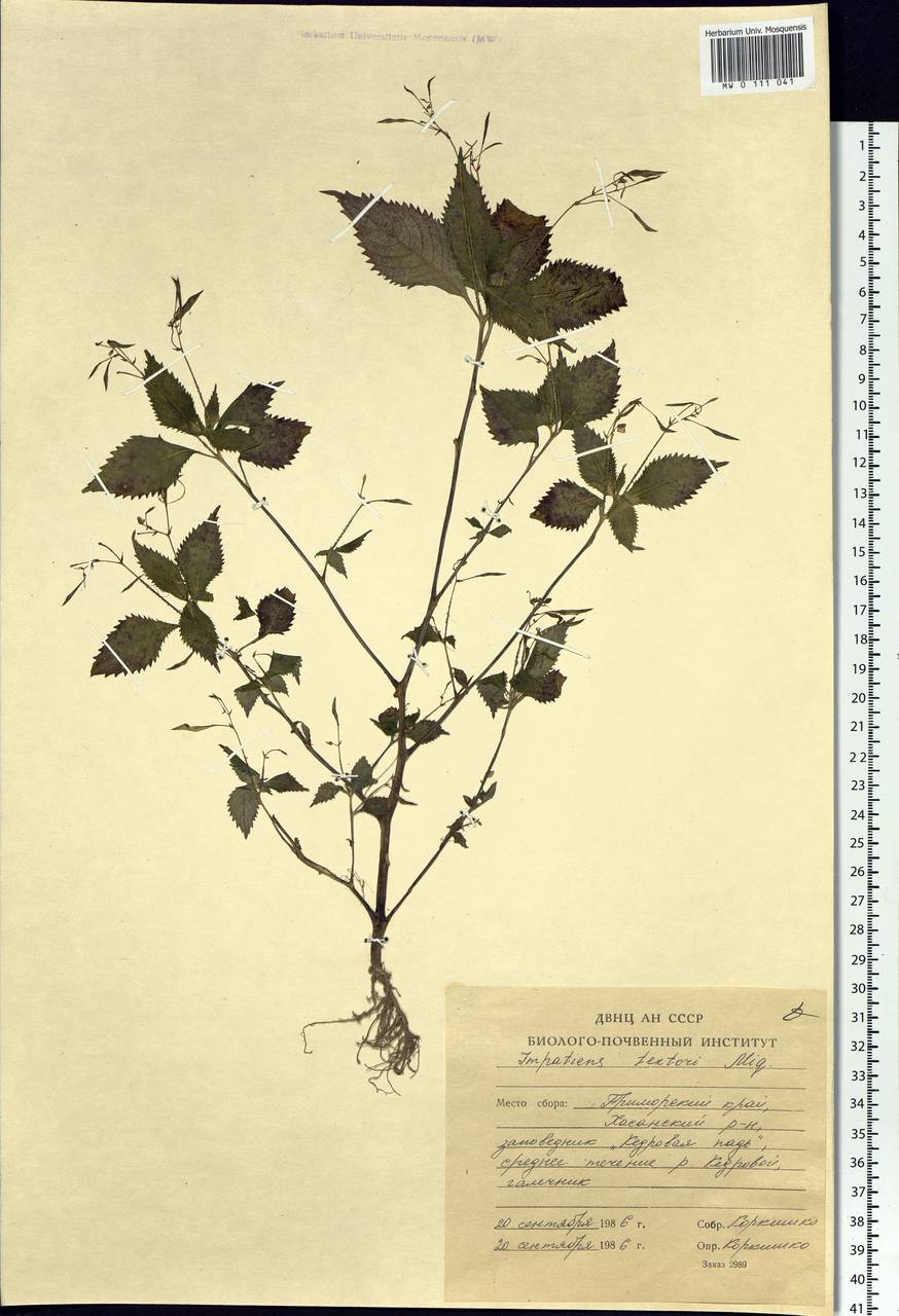 Impatiens textorii Miq., Siberia, Russian Far East (S6) (Russia)