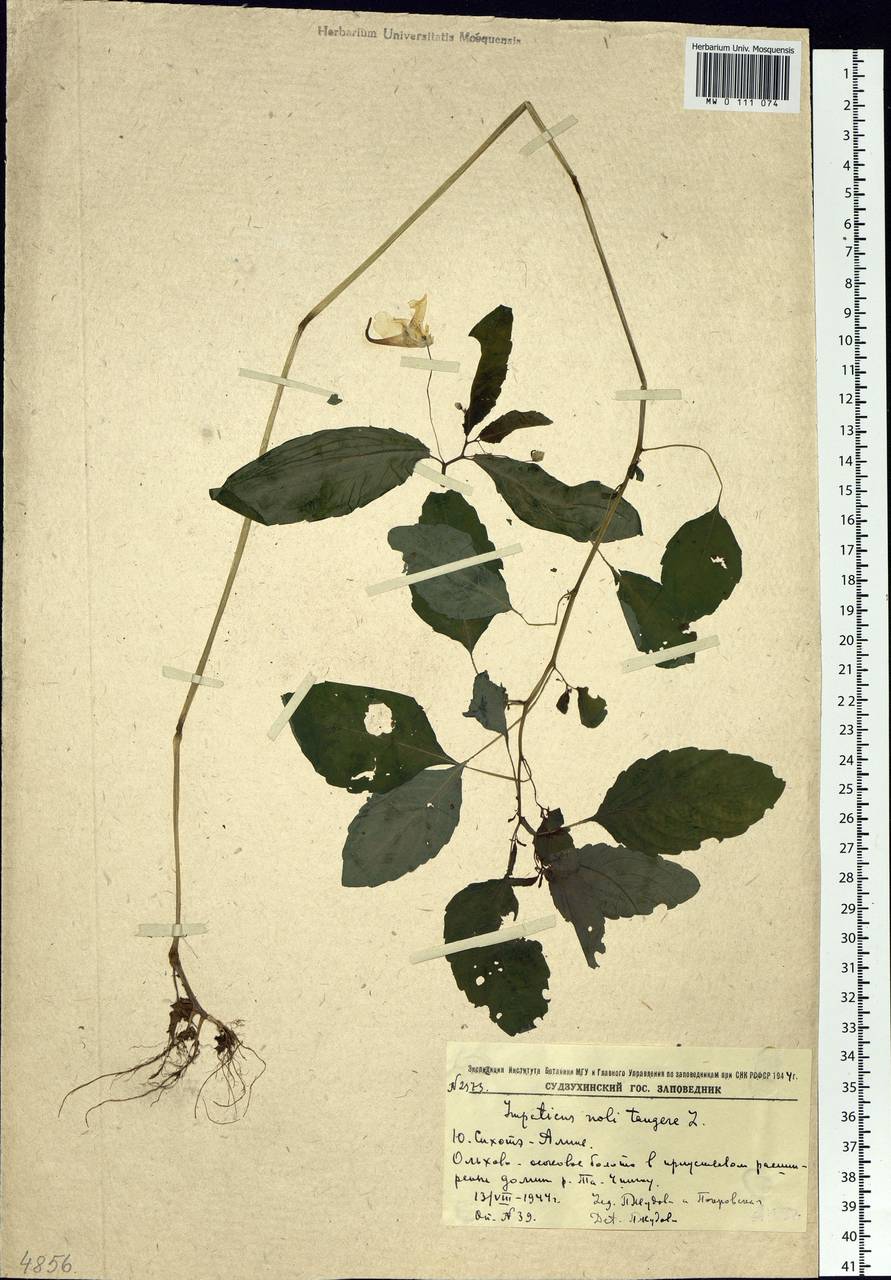 Impatiens noli-tangere L., Siberia, Russian Far East (S6) (Russia)