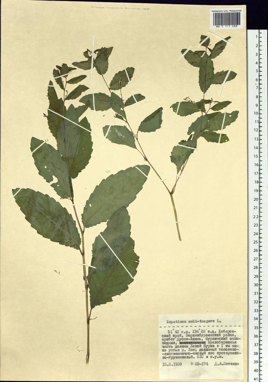 Impatiens noli-tangere L., Siberia, Russian Far East (S6) (Russia)