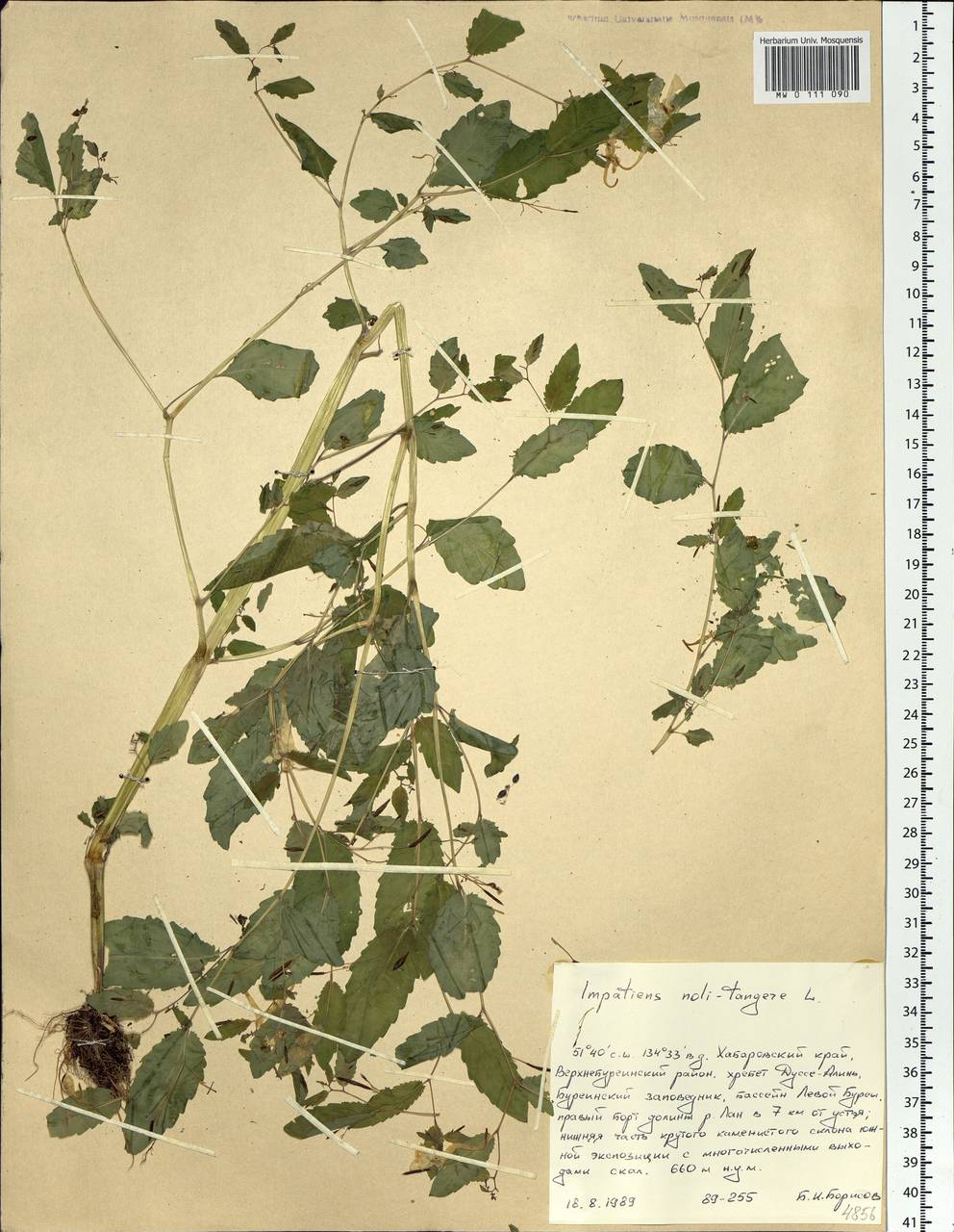 Impatiens noli-tangere L., Siberia, Russian Far East (S6) (Russia)