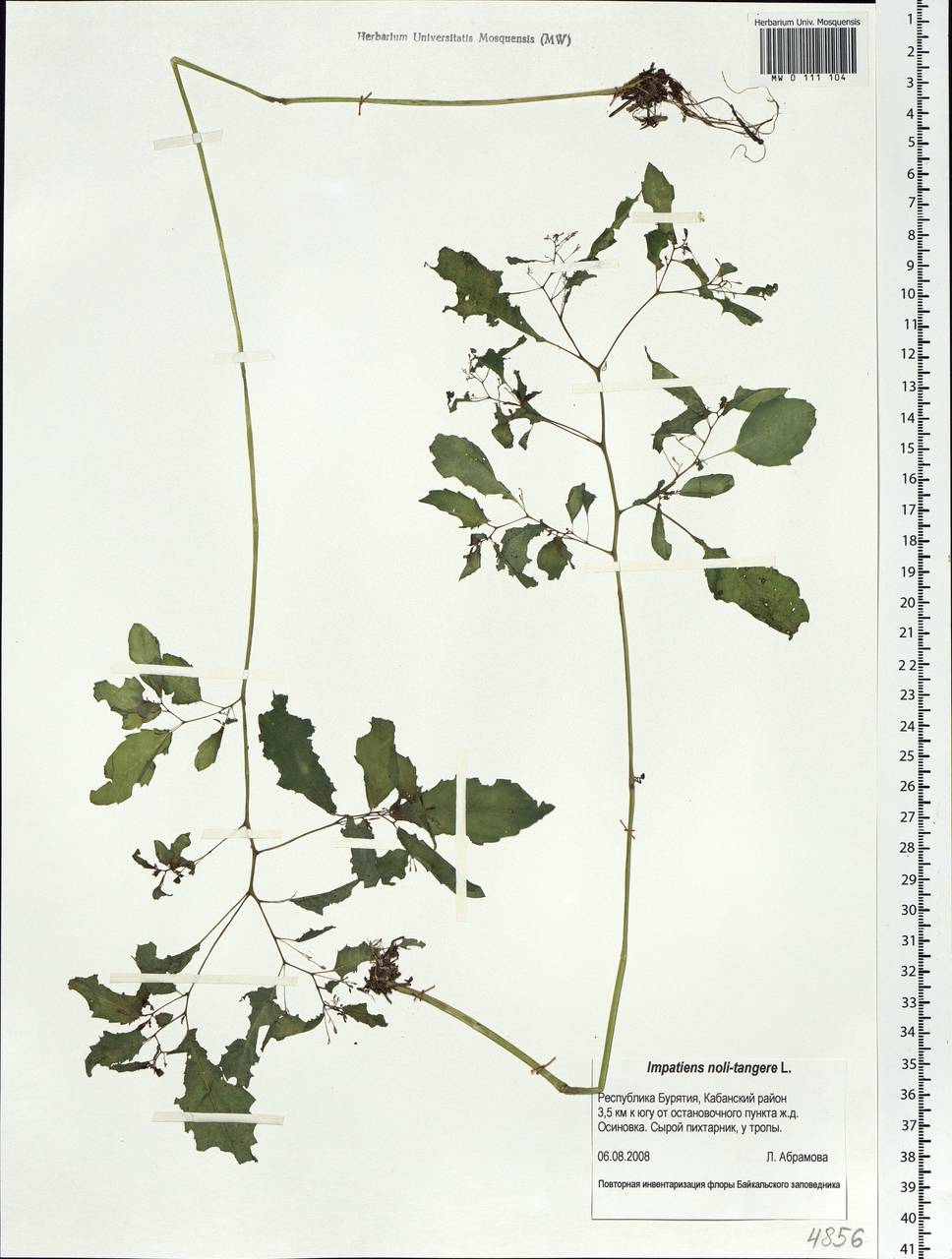 Impatiens noli-tangere L., Siberia, Baikal & Transbaikal region (S4) (Russia)