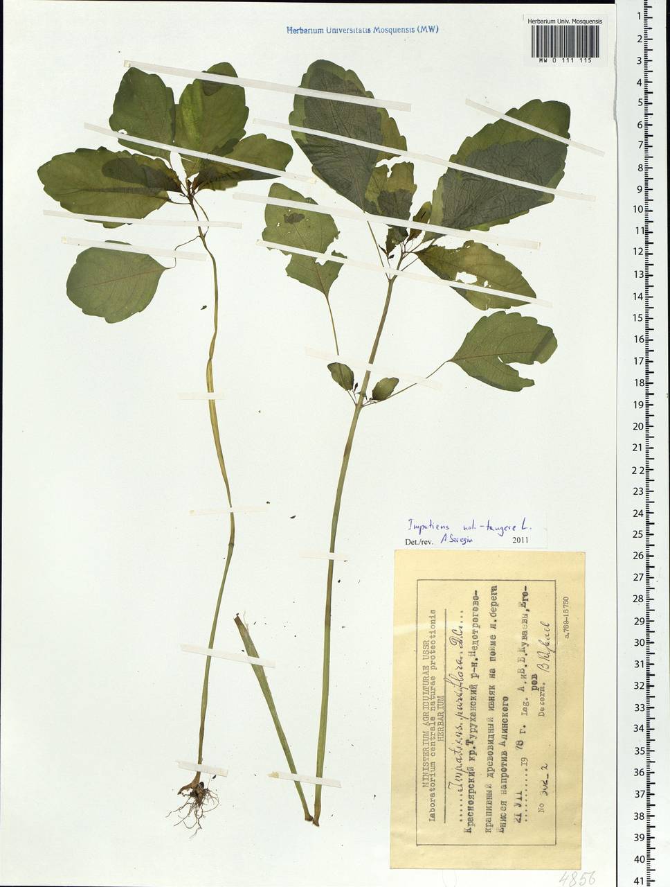 Impatiens noli-tangere L., Siberia, Central Siberia (S3) (Russia)