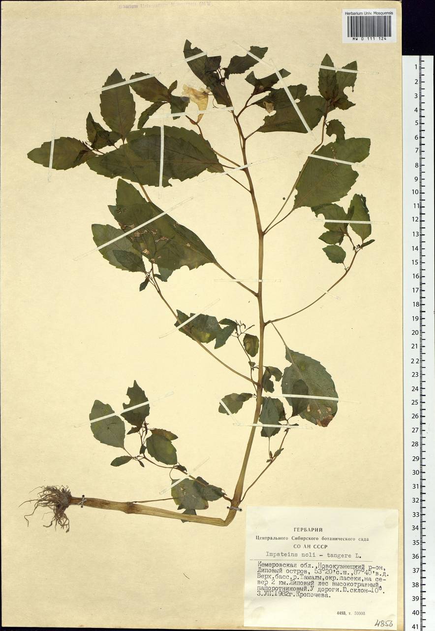 Impatiens noli-tangere L., Siberia, Altai & Sayany Mountains (S2) (Russia)