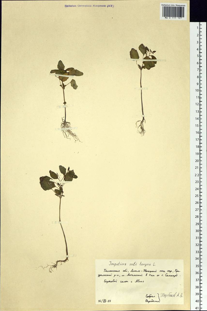 Impatiens noli-tangere L., Siberia, Western Siberia (S1) (Russia)