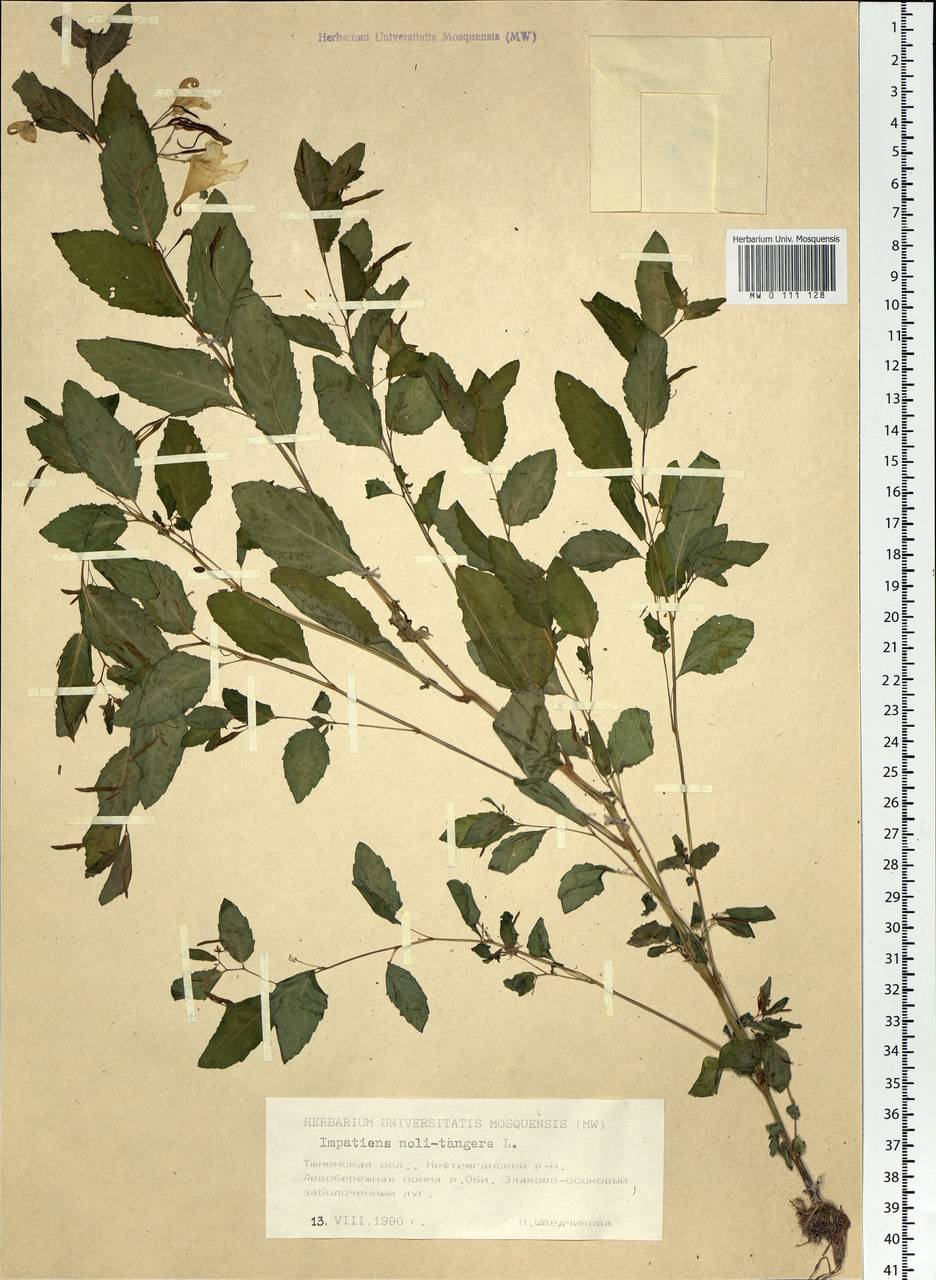 Impatiens noli-tangere L., Siberia, Western Siberia (S1) (Russia)