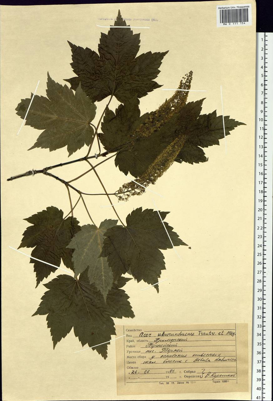 Acer ukurunduense Trautv. & C.A.Mey., Siberia, Russian Far East (S6) (Russia)
