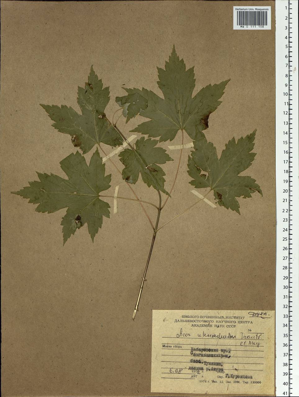 Acer ukurunduense Trautv. & C.A.Mey., Siberia, Russian Far East (S6) (Russia)