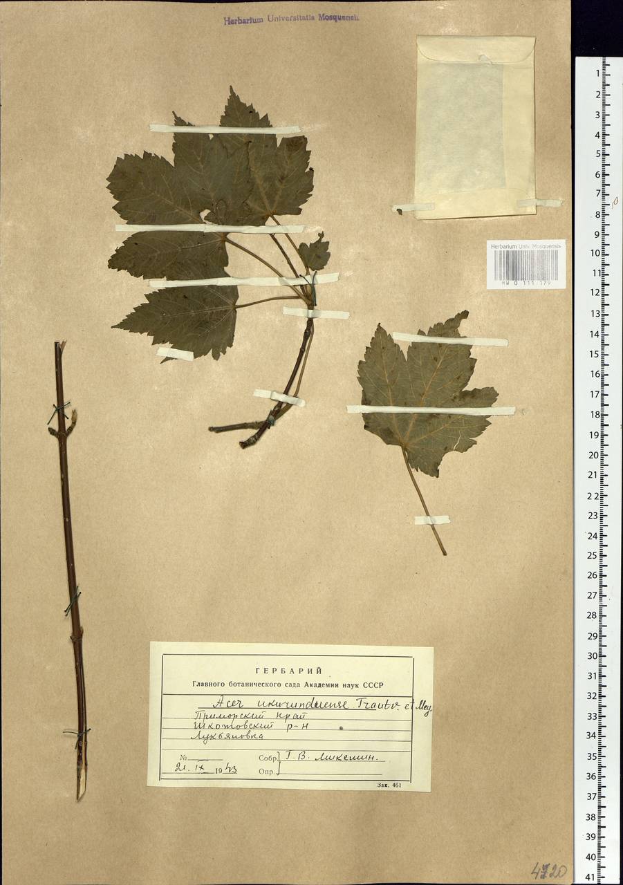 Acer ukurunduense Trautv. & C.A.Mey., Siberia, Russian Far East (S6) (Russia)