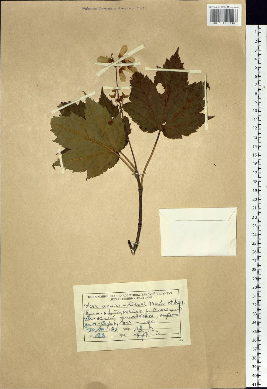 Acer ukurunduense Trautv. & C.A.Mey., Siberia, Russian Far East (S6) (Russia)