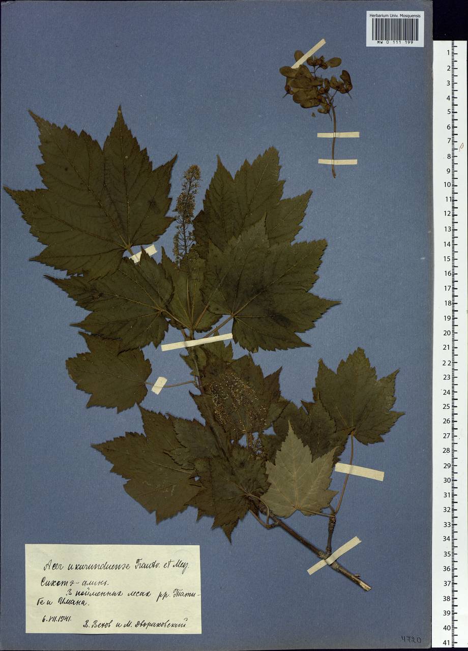 Acer ukurunduense Trautv. & C.A.Mey., Siberia, Russian Far East (S6) (Russia)
