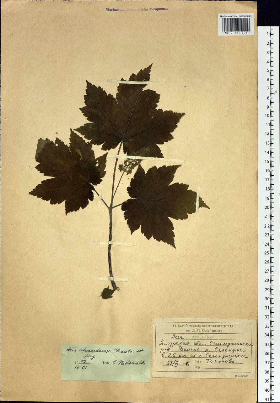 Acer ukurunduense Trautv. & C.A.Mey., Siberia, Russian Far East (S6) (Russia)