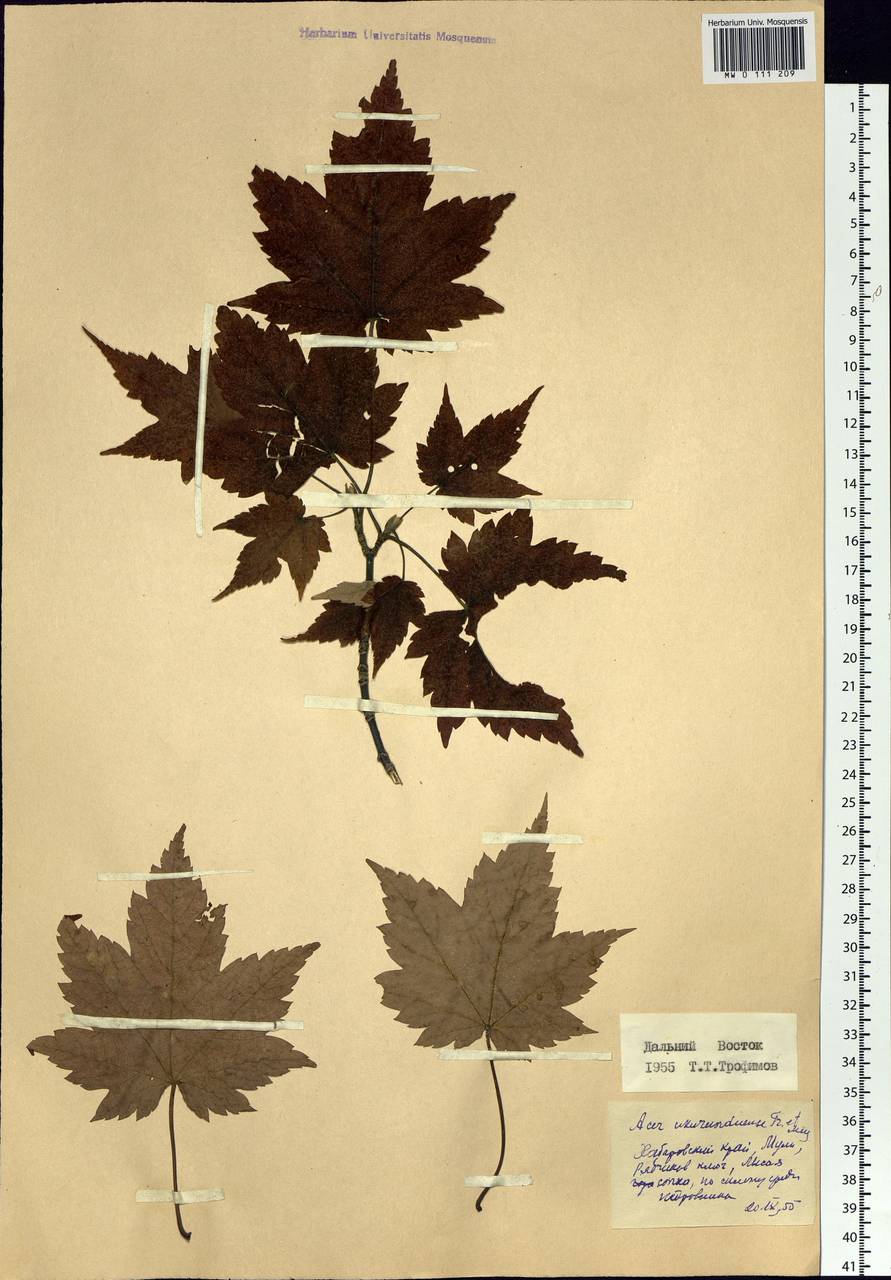Acer ukurunduense Trautv. & C.A.Mey., Siberia, Russian Far East (S6) (Russia)