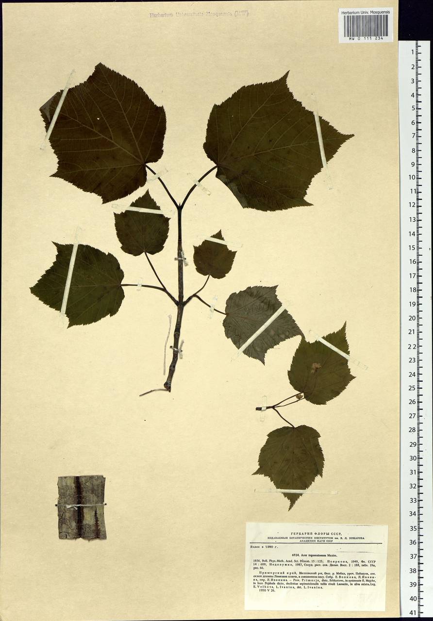 Acer tegmentosum Maxim., Siberia, Russian Far East (S6) (Russia)