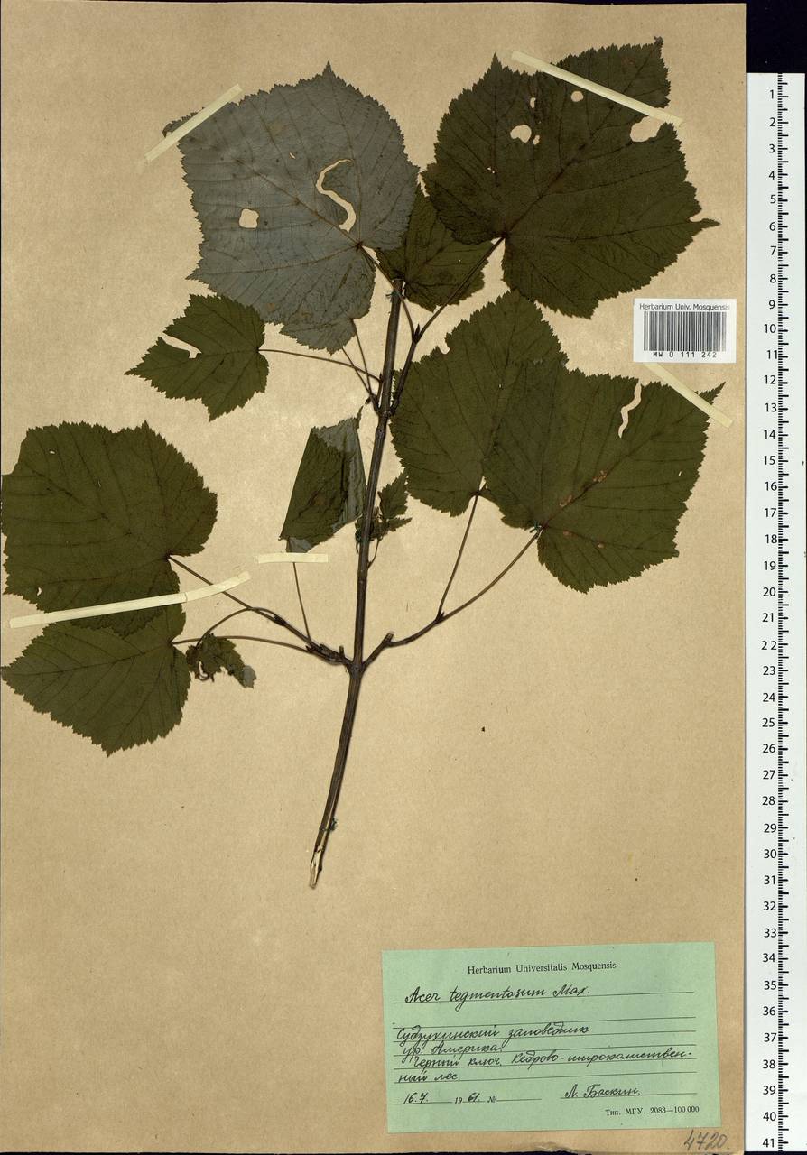 Acer tegmentosum Maxim., Siberia, Russian Far East (S6) (Russia)