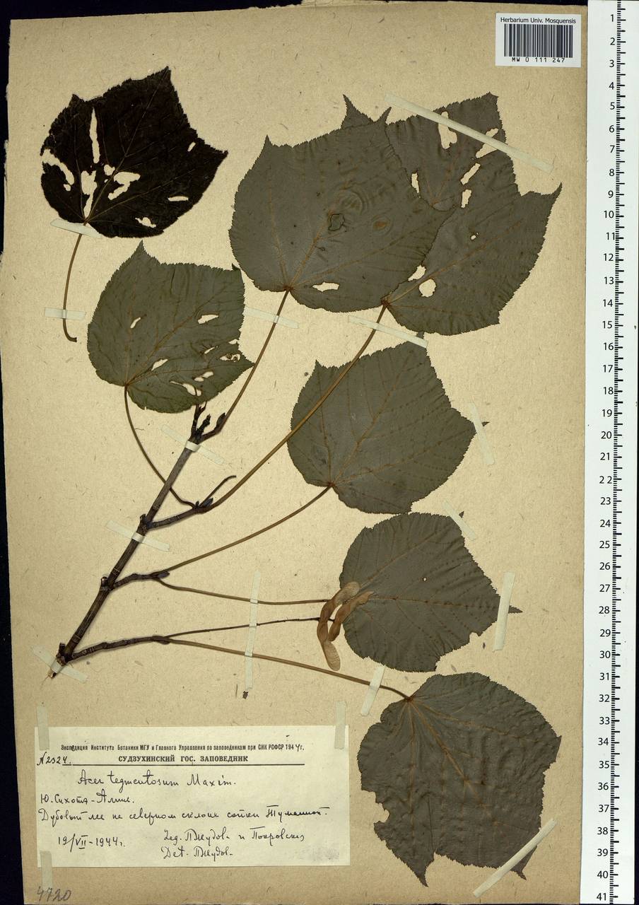 Acer tegmentosum Maxim., Siberia, Russian Far East (S6) (Russia)