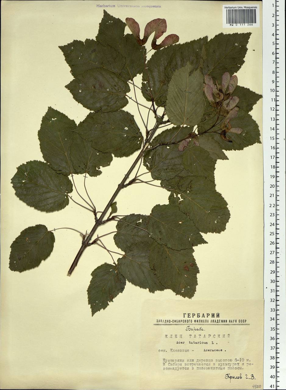 Acer tataricum L., Siberia, Western Siberia (S1) (Russia)
