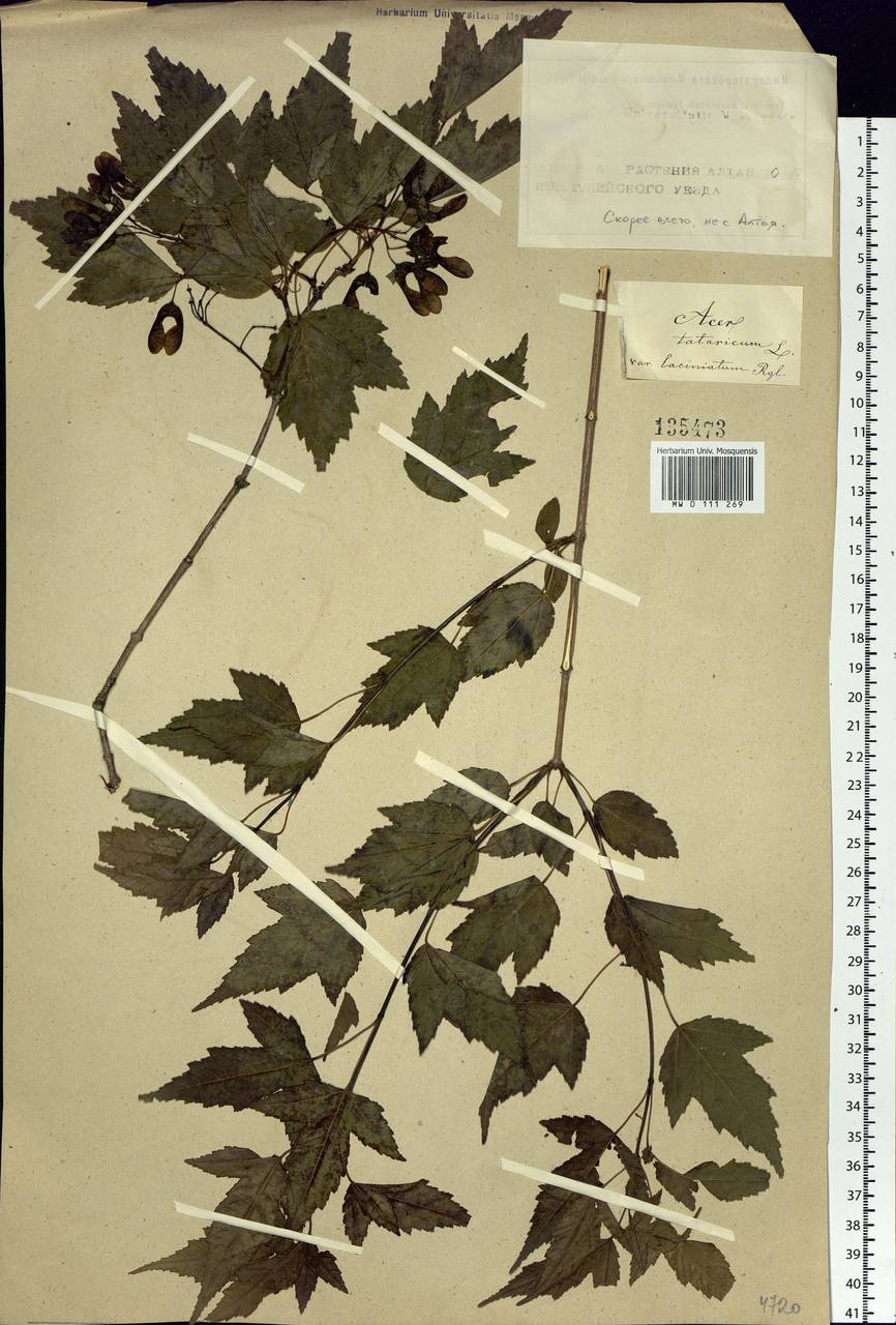 Acer tataricum L., Siberia (no precise locality) (S0) (Russia)