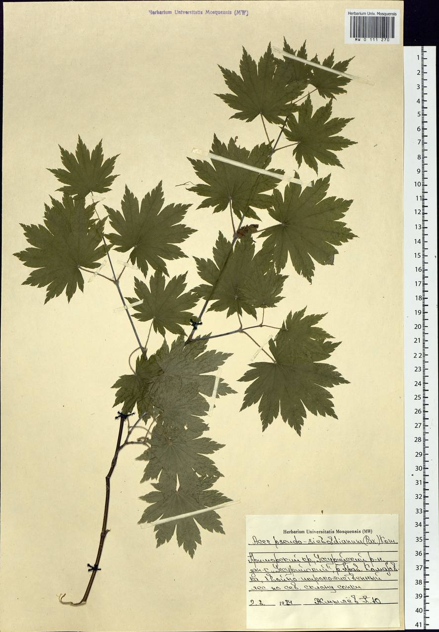 Acer pseudosieboldianum (Pax) Kom., Siberia, Russian Far East (S6) (Russia)
